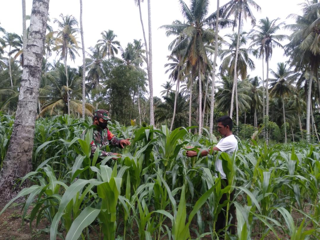 Pastikan Hasil Panen Jagung Yang Maksimal Koptu Iswahyudi Pantau Langsung ke Lahan Petani