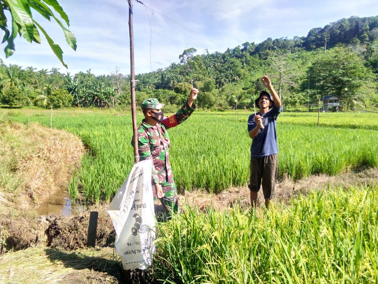 Hama Burung Pemakan Padi, Babinsa Beri Solusi Gunakan Alat Penghalau Tradisional