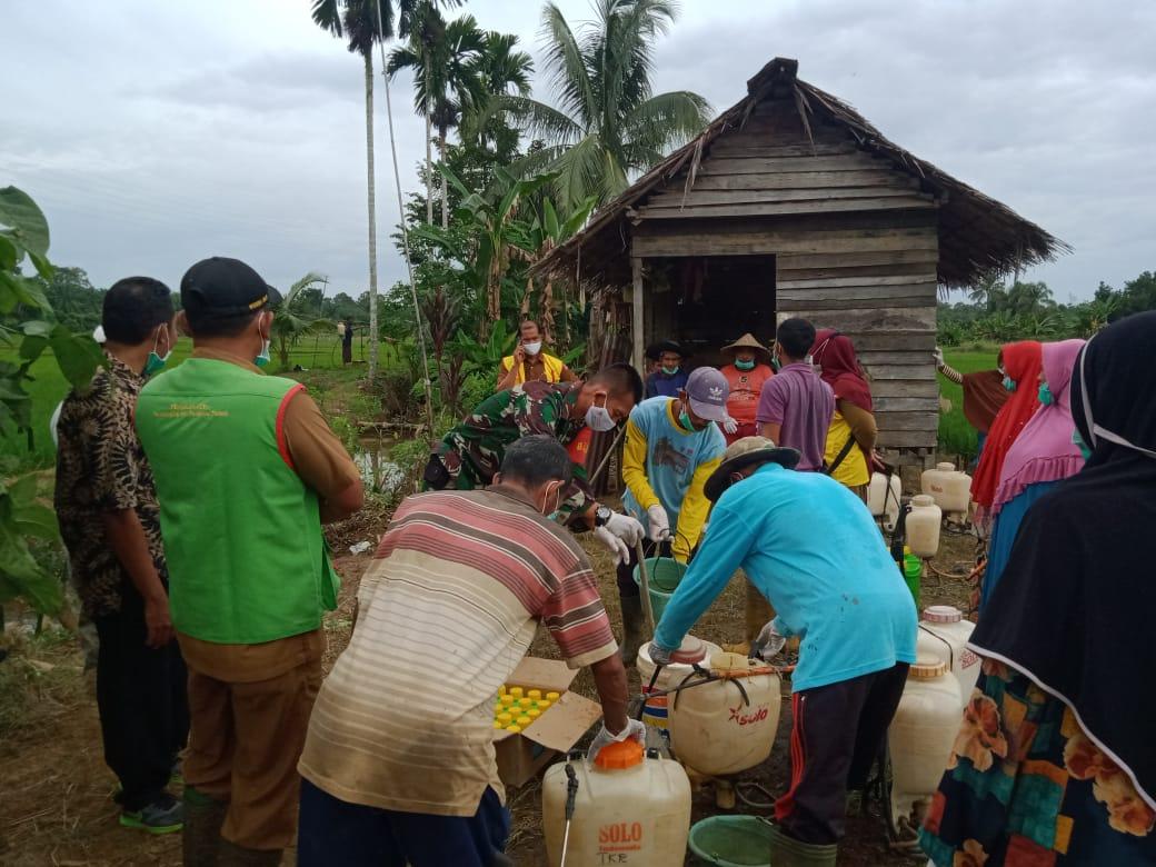 Babinsa Darul Makmur Dan Penyuluh Pertanian Dampingi Petani Padi