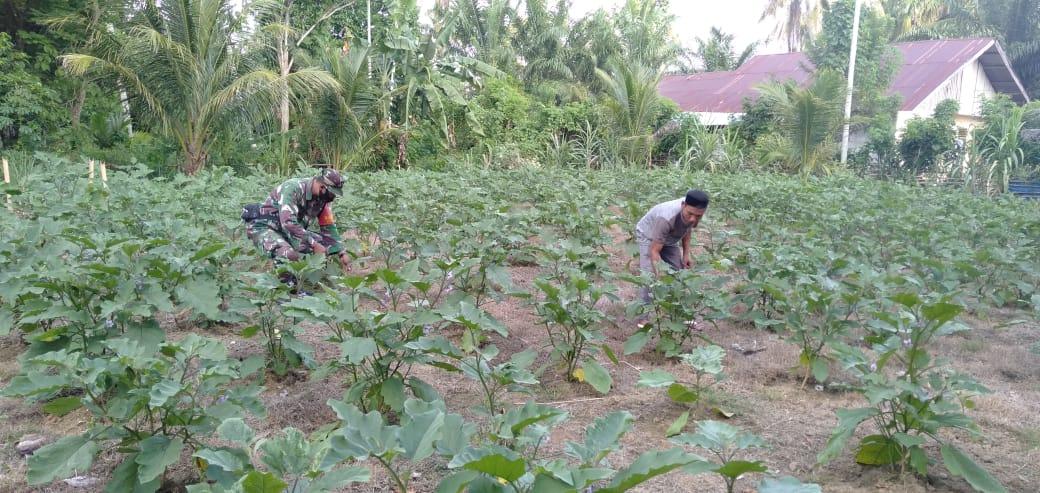 Babinsa Koramil 03/Seunagan Timur Laksanakan Komsos dan bantu Petani rawat tanaman Terong