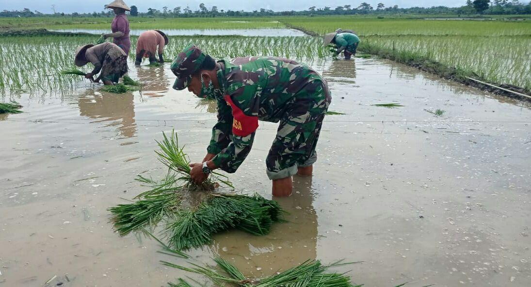 Bantu Petani, Babinsa Koramil 28/Prt Terjun Kesawah Menanam Padi.
