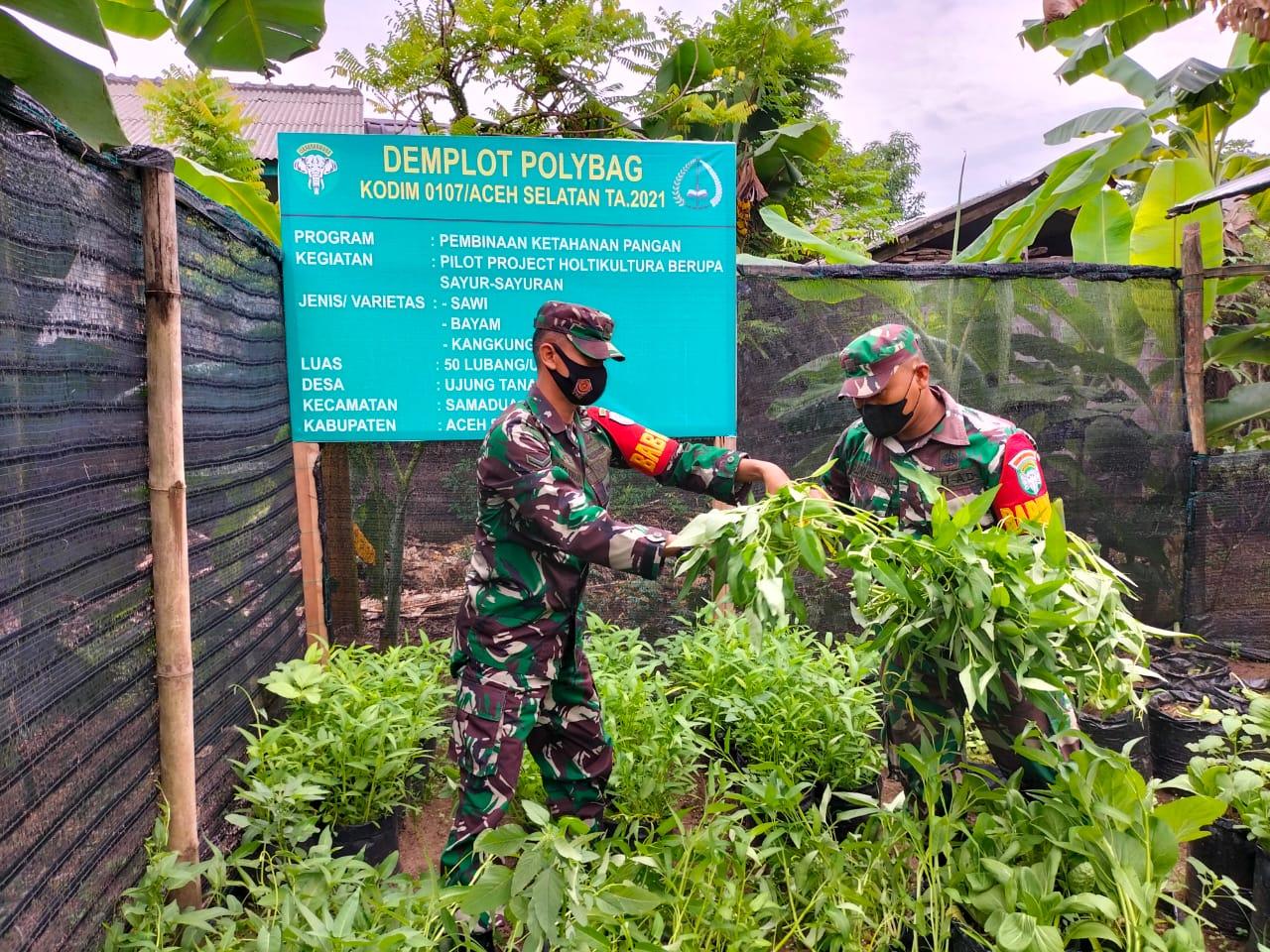 Kebun Ketahanan Pangan Koramil 05/Samadua Kembali Menuai Hasil