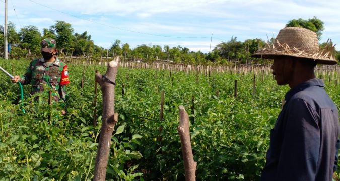 Babinsa Ramil 07/Sp Tiga Beri Semangat Petani Tomat, Saat Dampingi Merawat Tanaman Mereka