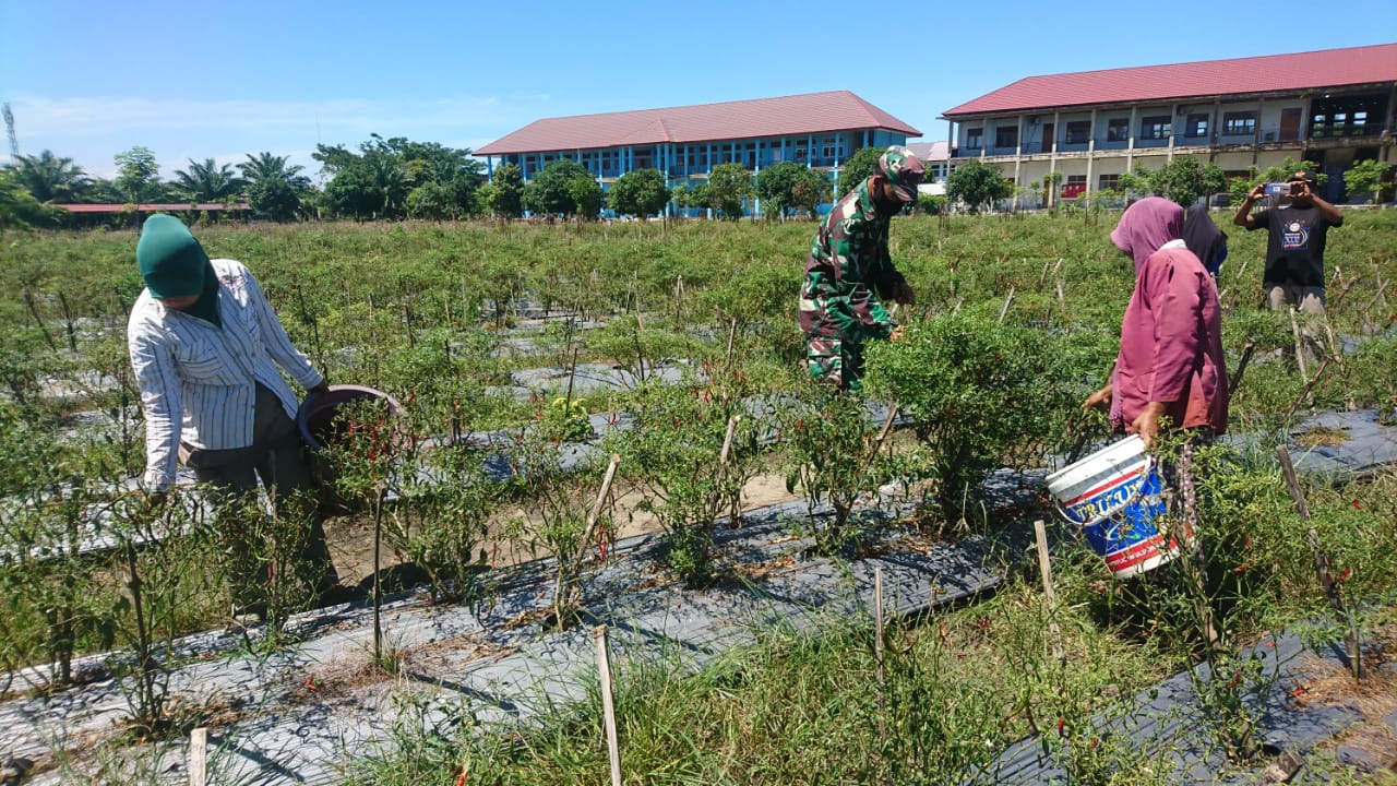 Dalami Perekonomian Masyarakat, Babinsa Himbau Bijak manfaatkan Lahan Kosong