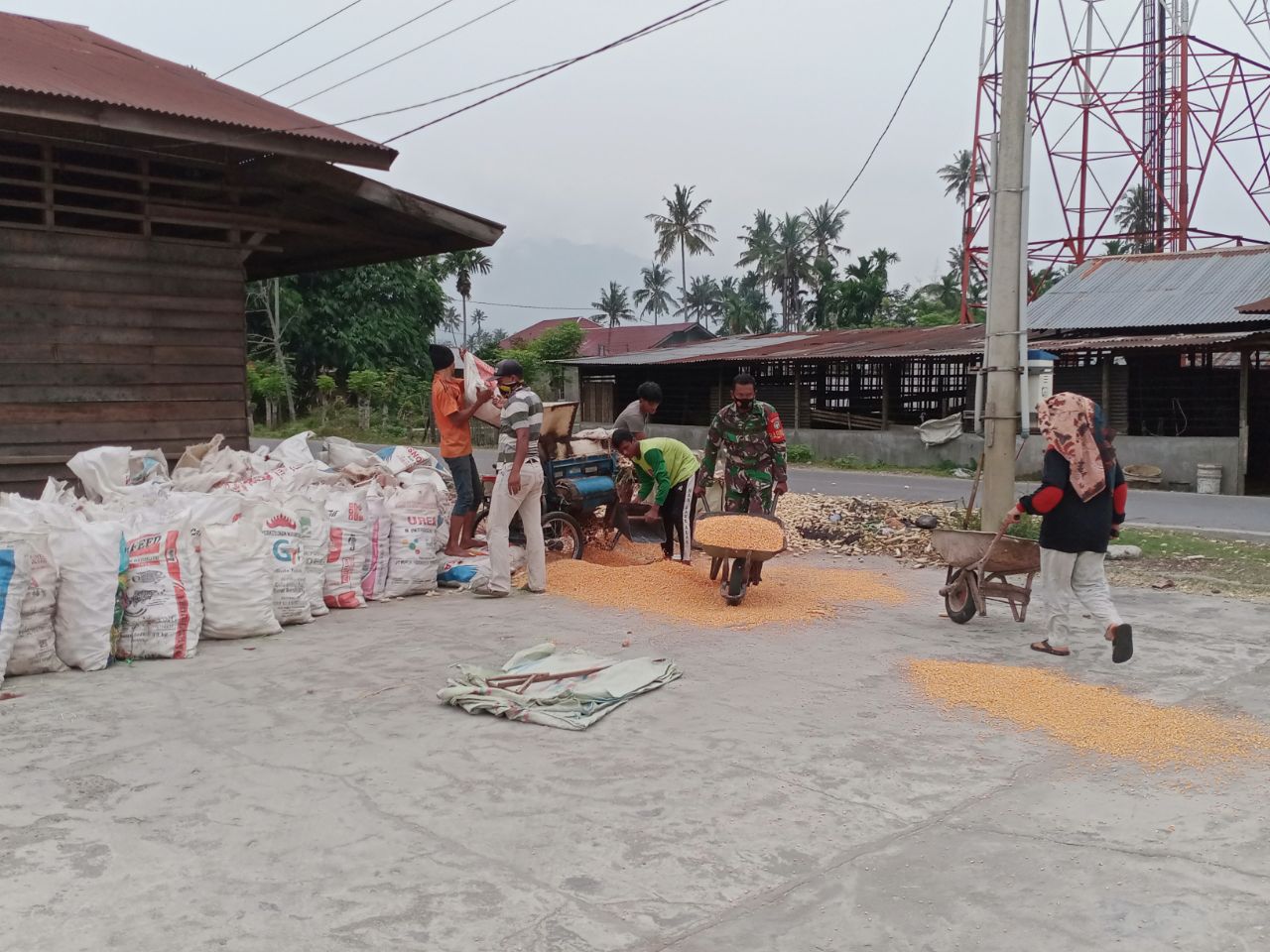 Pasca Panen Babinsa Bantu Petani Rontok Jagung