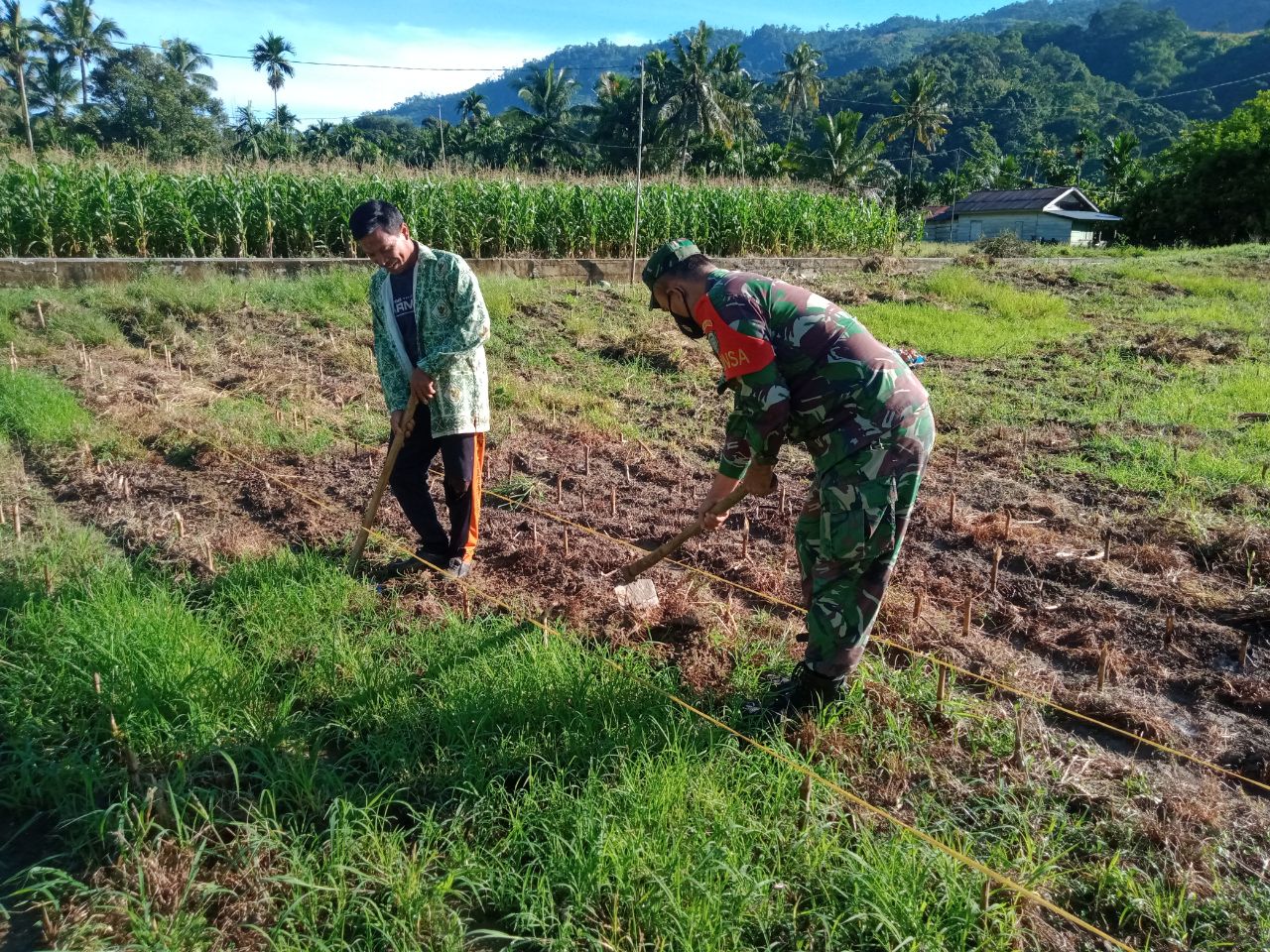 Dukung Swasembada Pangan Babinsa dan Petani Olah Lahan