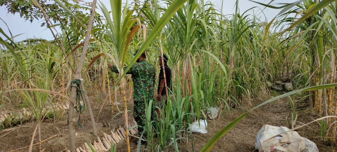 Bantu Warga Petani Tebu, Babinsa Himbau Intens Dalam Perawatan
