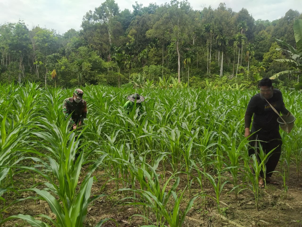 Tanaman Jagung P-32 Dipupuk, Babinsa Motivasi Semangat Petani
