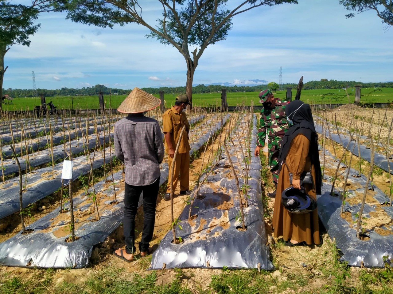Sukseskan Swasembada Pangan Dimasa Pandemi Covid-19, Tiga Pilar Nurussalam Dampingi Petani Cabai