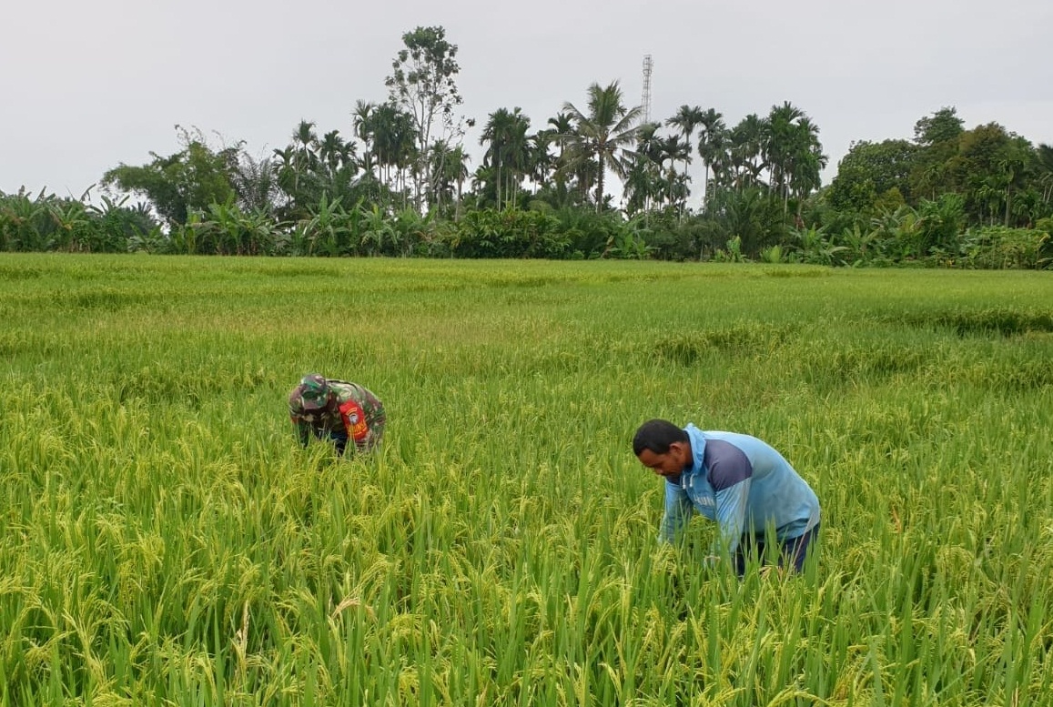 Sukseskan Swasembada Pangan, Babinsa Posramil Suka Makmue Bantu Petani Bersihkan Rumput  Padi