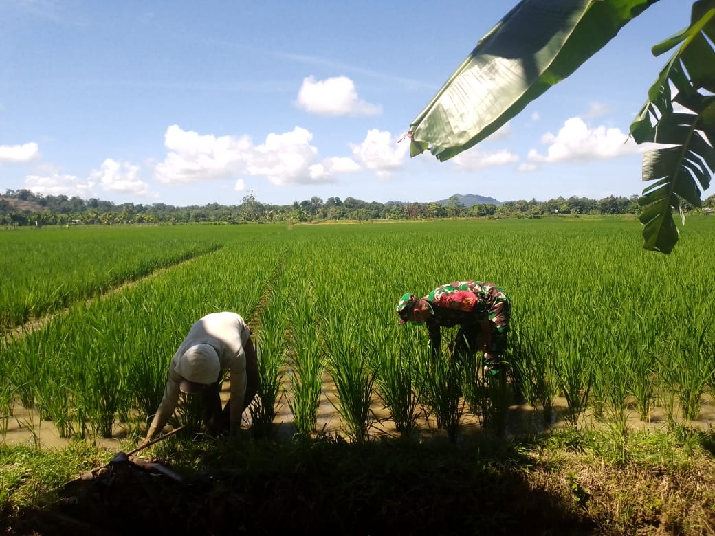 Sertu Parwoto Turun ke Sawah Bantu Petani Bersihkan Tanaman Gulma