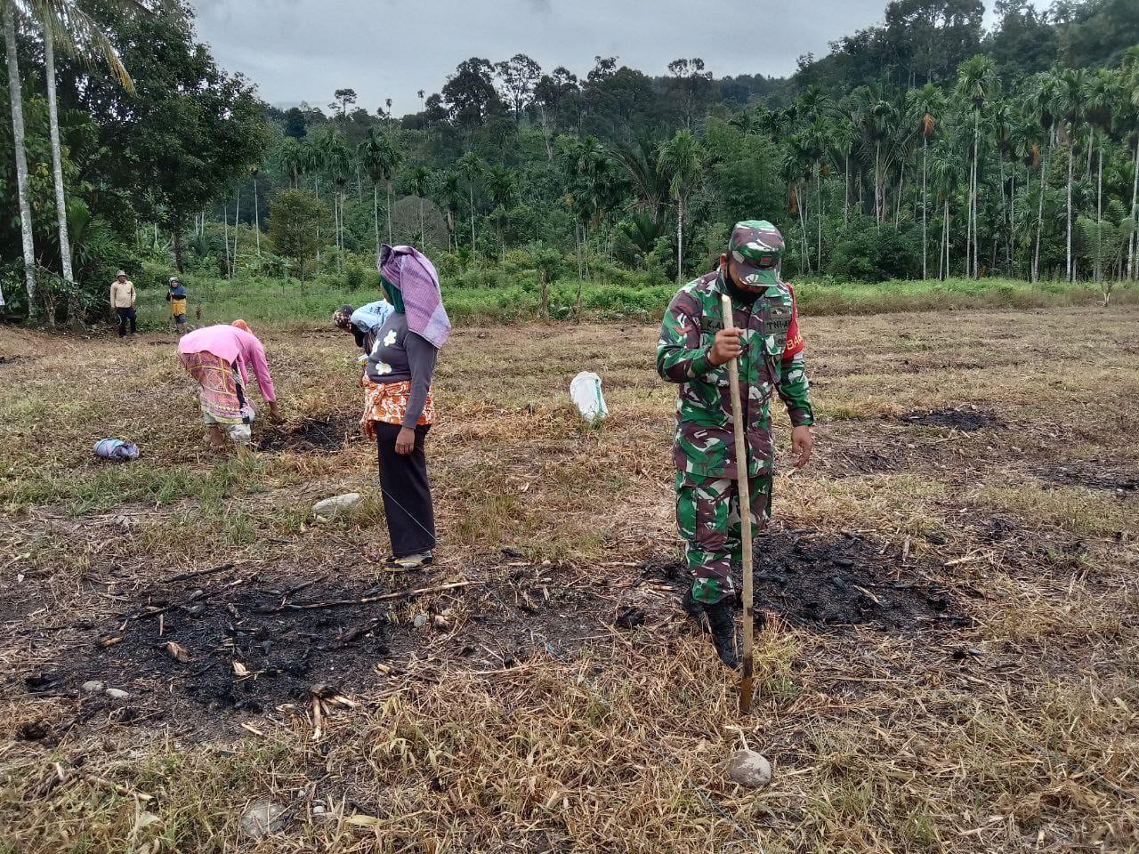 Tak Hiraukan Panas Matahari, Babinsa Bantu Petani Tanam Jagung