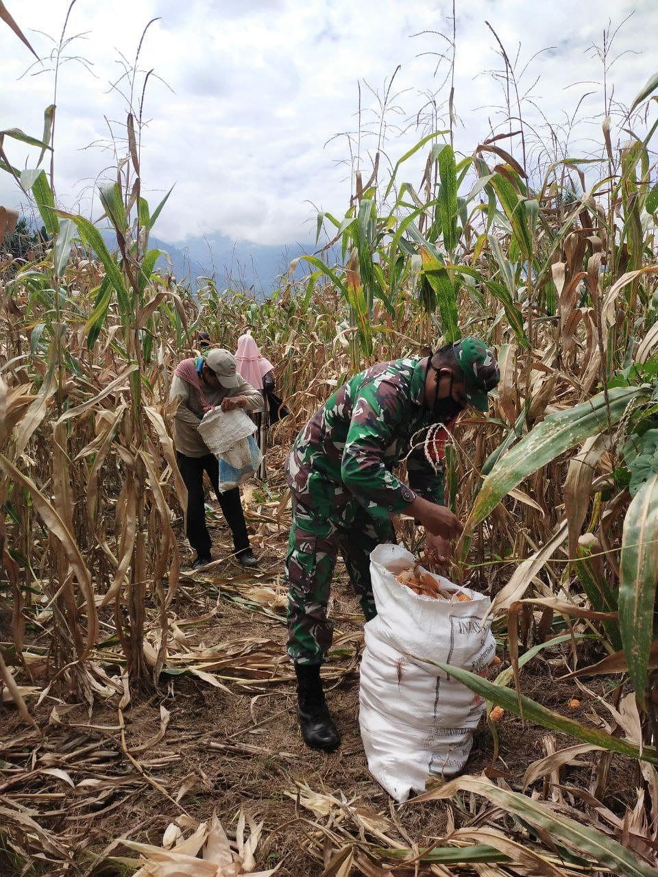 Babinsa Bukit Tusam Bantu dan Pantau Hasil Panen Jagung Warga Binaan