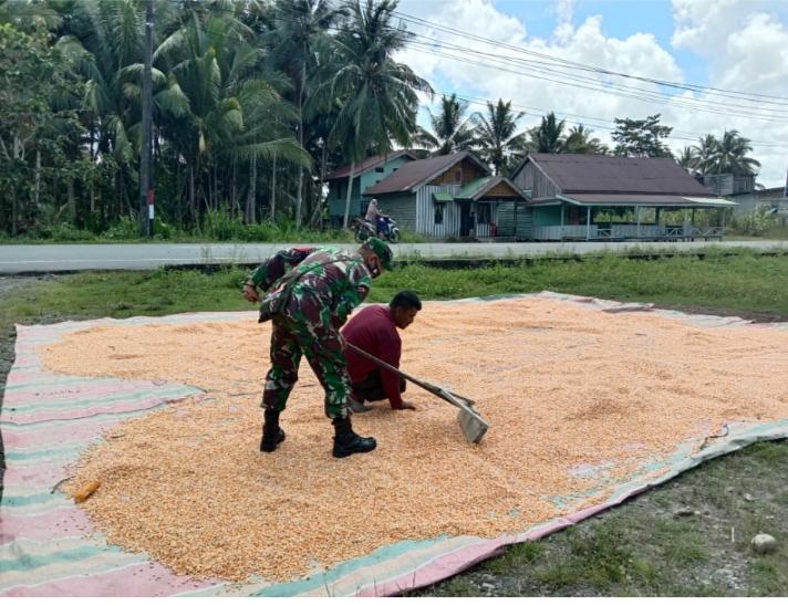 Tingkatkan Kesejahteraan Petani Babinsa Bantu Jemurkan Jagung Hasil Panen