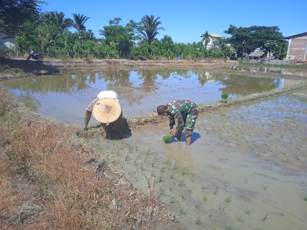 Sukseskan Swasembada Pangan Babinsa Koramil 03/Seunagan Timur Bantu Petani Tanam Padi