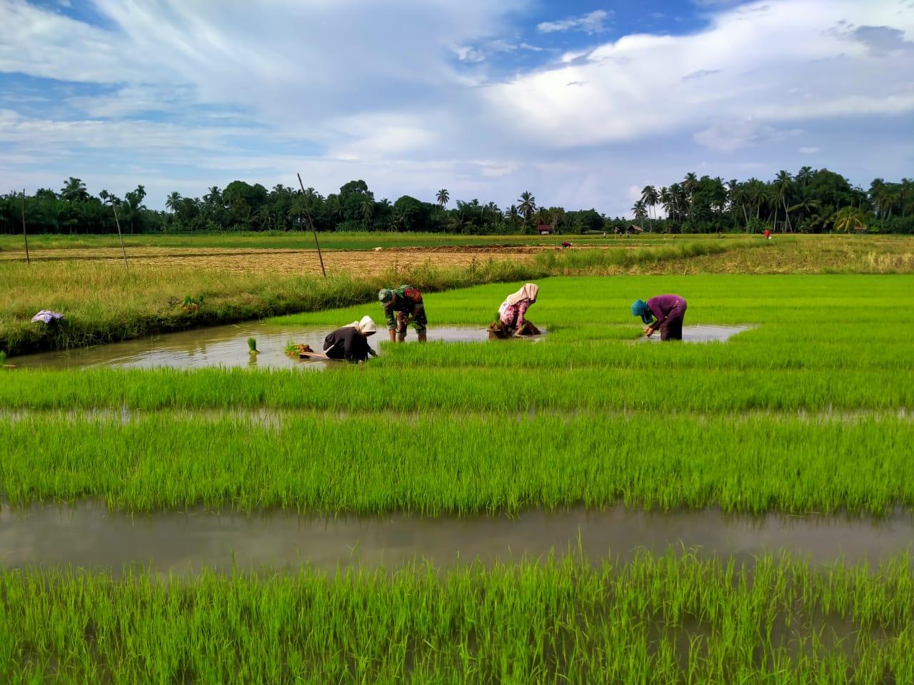 Terjun ke Sawah, Babinsa Kluet Selatan Bantu Petani Cabut Bibit Padi