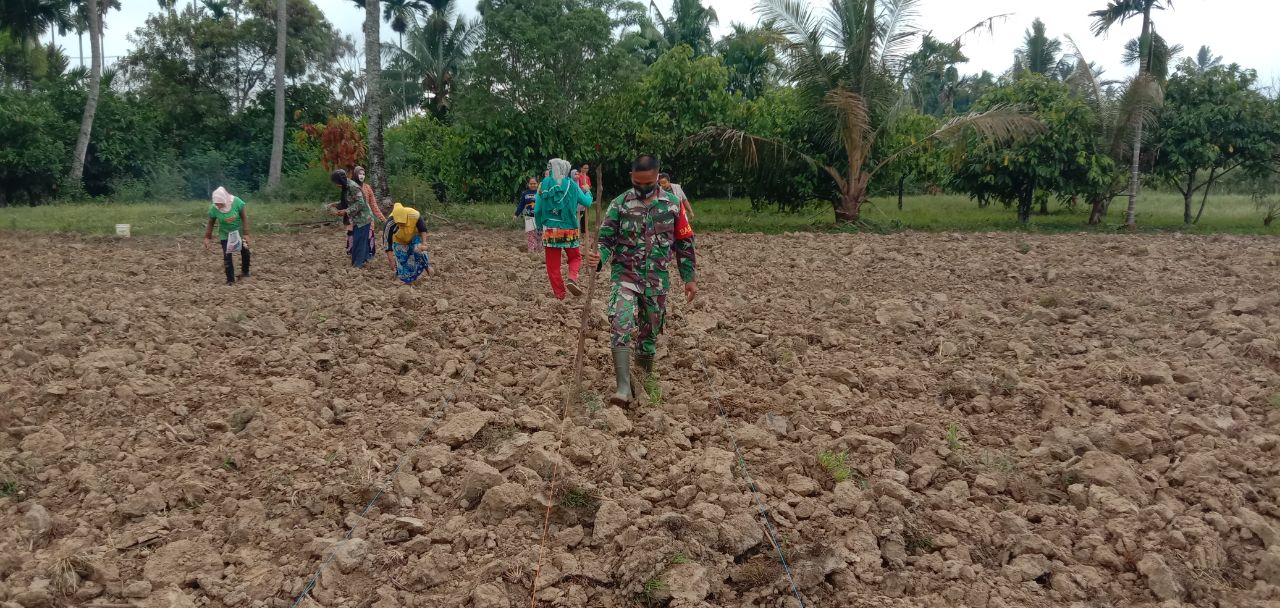 Komuditi Jagung Terus di Tingkatkan Dukungan Hanpangan