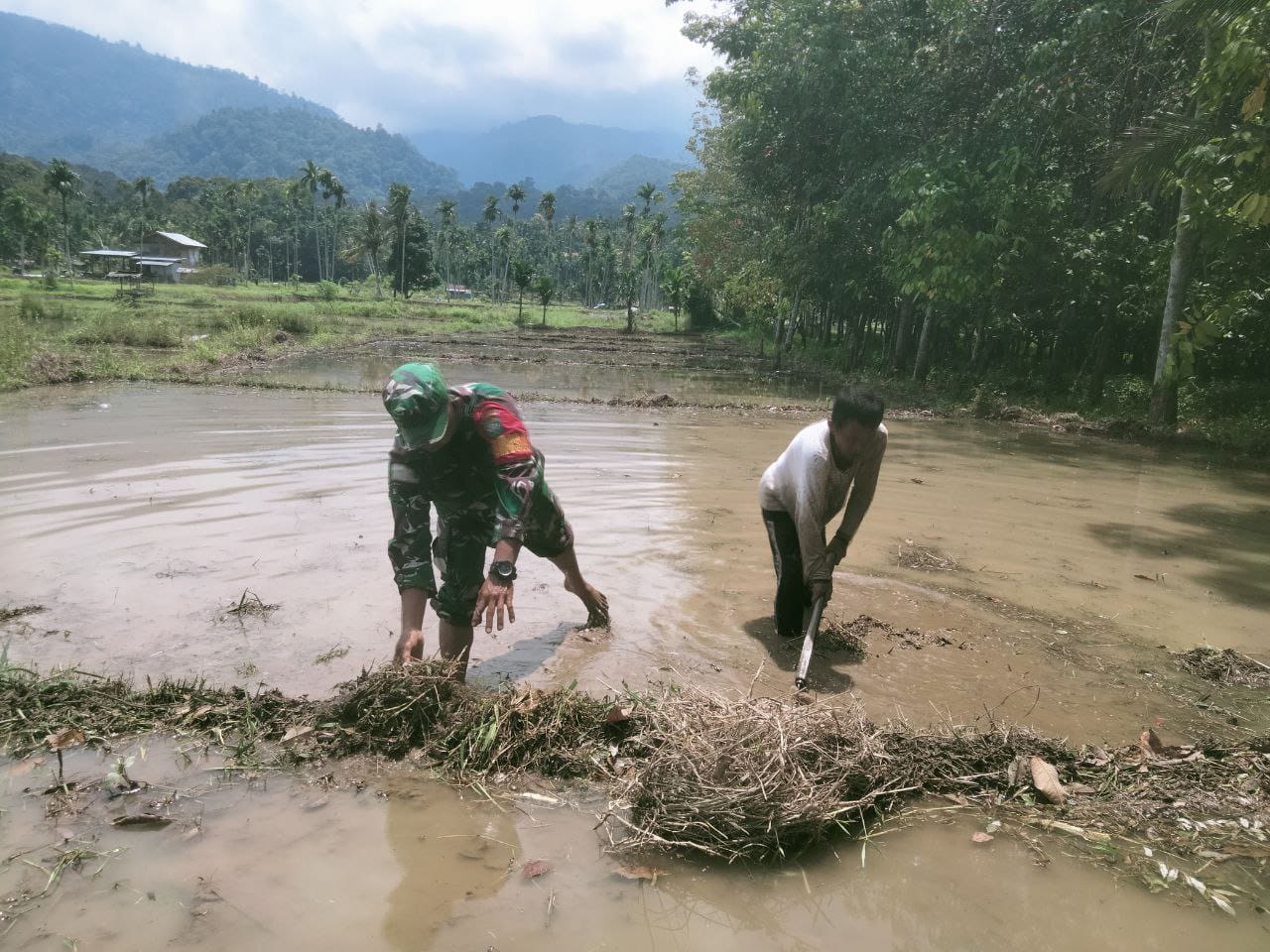 Dukung Swasembada Pangan, Babinsa Berjibaku Dengan Petani Olah Lahan Padi
