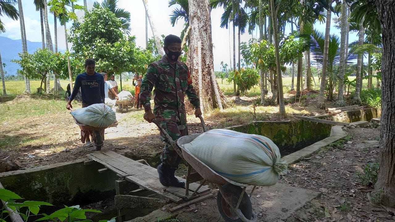 Dongkrak Swasembada Pangan Babinsa Bantu Petani Panen Dan Angkat Padi