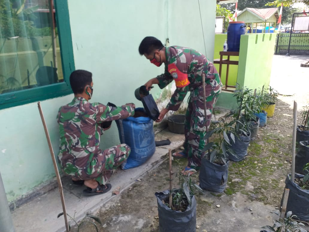 Koramil 08/Spu Manfaatkan Lahan Kosong dengan Tanam Cabe