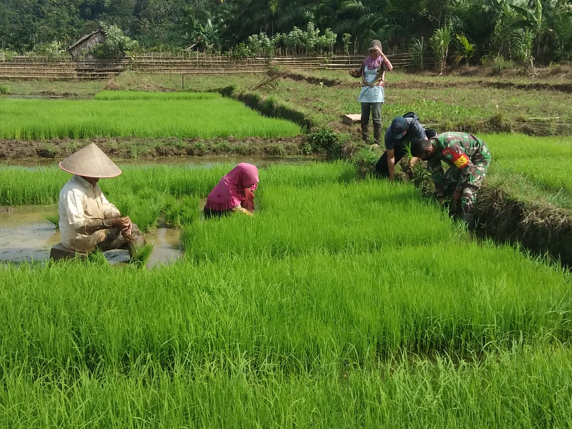 Turun kesawah, Babinsa bantu petani cabut bibit padi siap tanam
