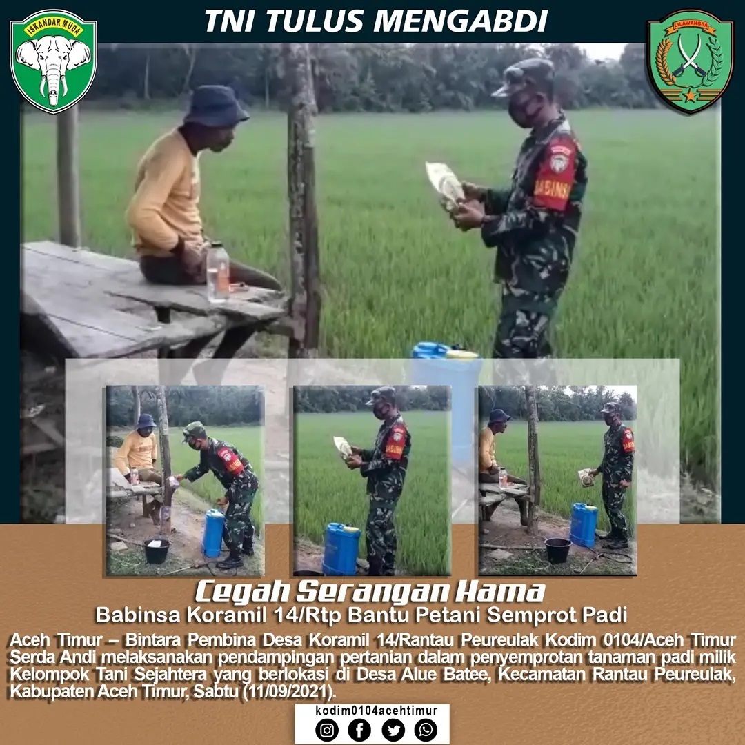 Cegah Serangan Hama, Babinsa Koramil 14/Rtp Bantu Petani Semprot Padi