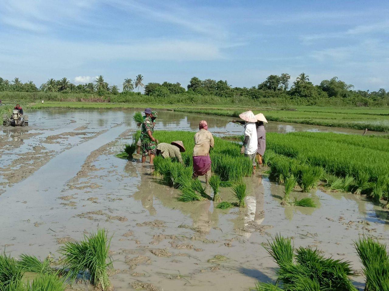 Bukti kedekatan dengan Masyarakat,Personel Satgas TMMD Ke 112 Bantu Warga Mencabut bibit padi di sawah.