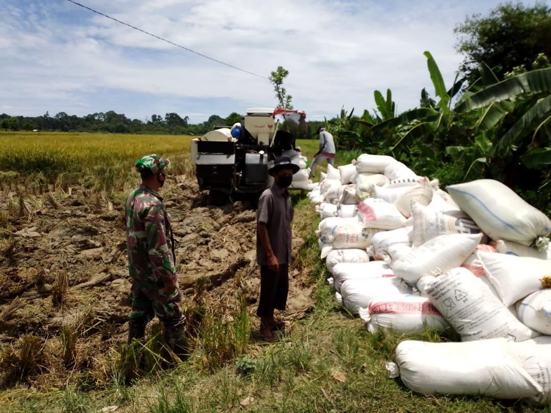 Pasca Panen Padi Babinsa Setia Bakti Setia Dampingi Petani