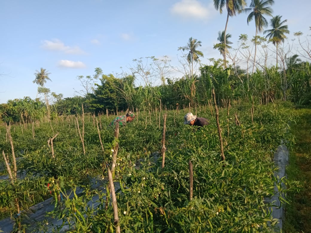Babinsa Koramil 13/Plkt Dampingi Petani Merawat Tanaman Cabe