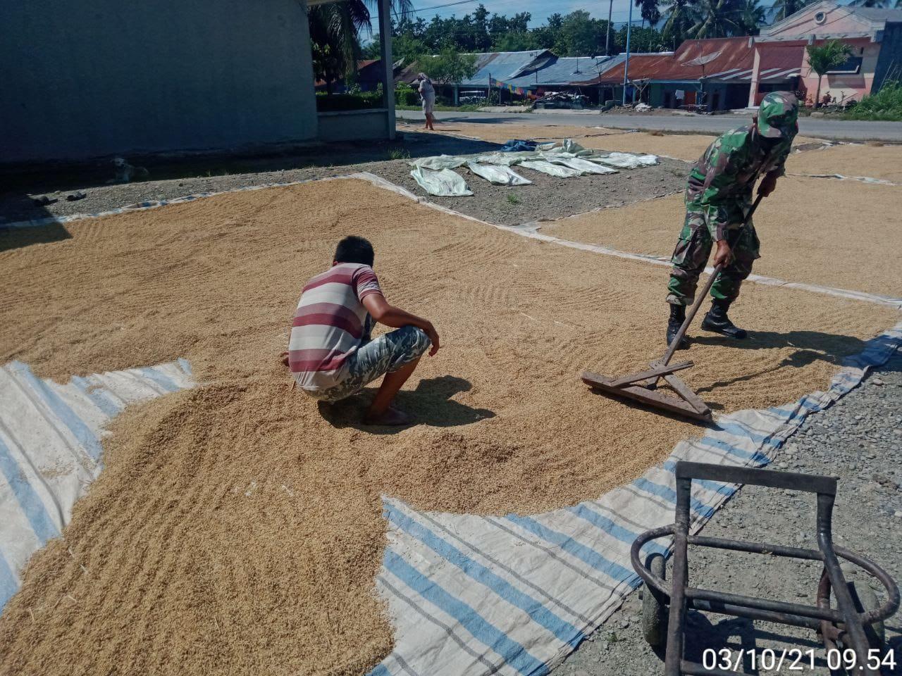 Dongkrak Hanpangan, Babinsa Bantu Petani Jemur Padi