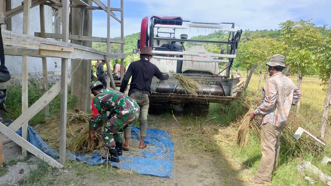 Pastikan Ketersediaan Pangan di Masa Pandemi, Babinsa Bantu Petani Rontokkan Padi