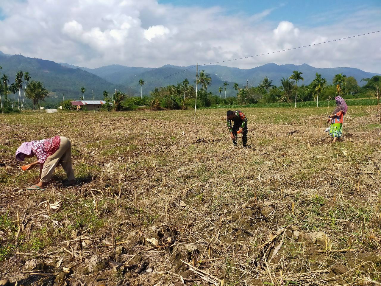 BABINSA BANTU PETANI TANAM JAGUNG
