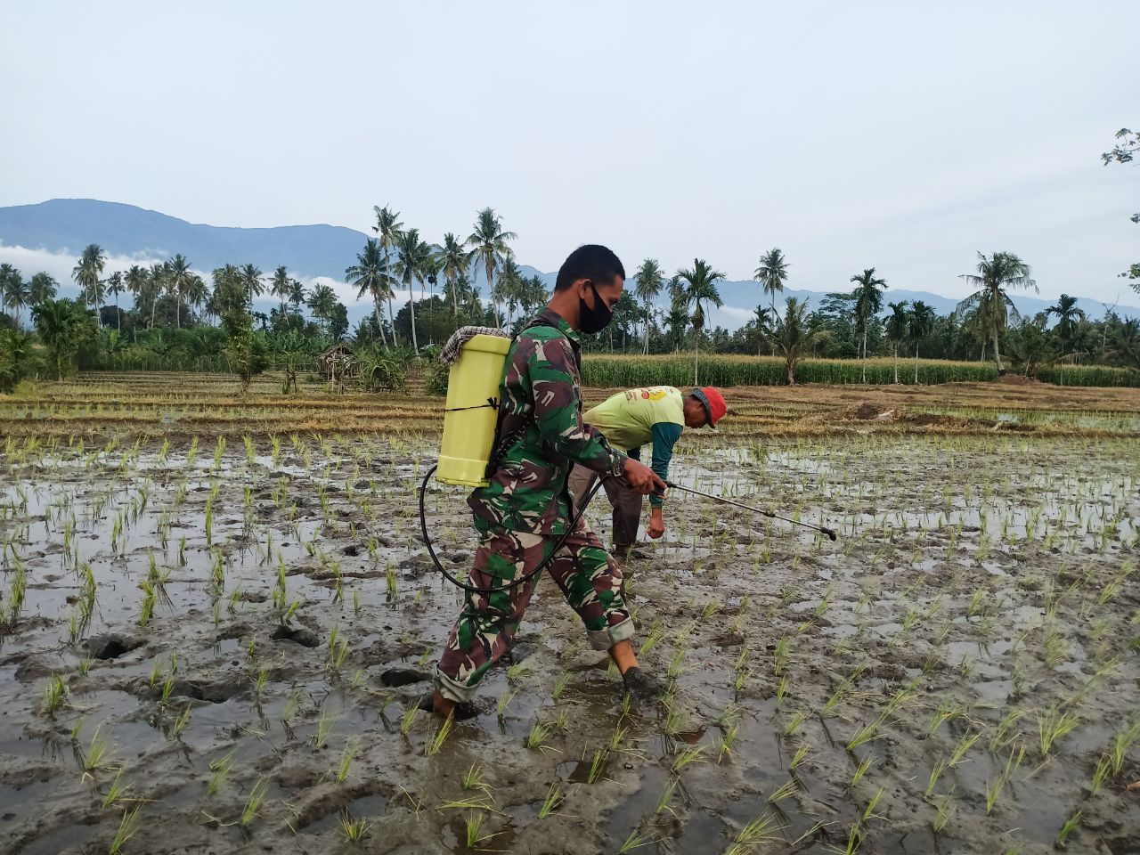 Babinsa Bantu Petani semprot Hama