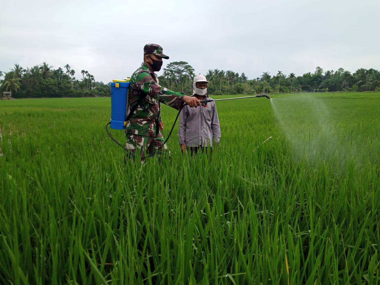 Bersama Warganya, Babinsa Koramil 17/Spk Bantu Petani Menyemprot Padi di Sawah.