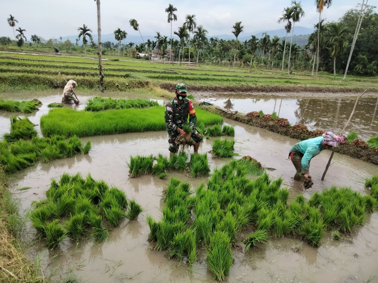 Babinsa Turun Ke Sawah Bantu Petani Cabut Bibit Padi