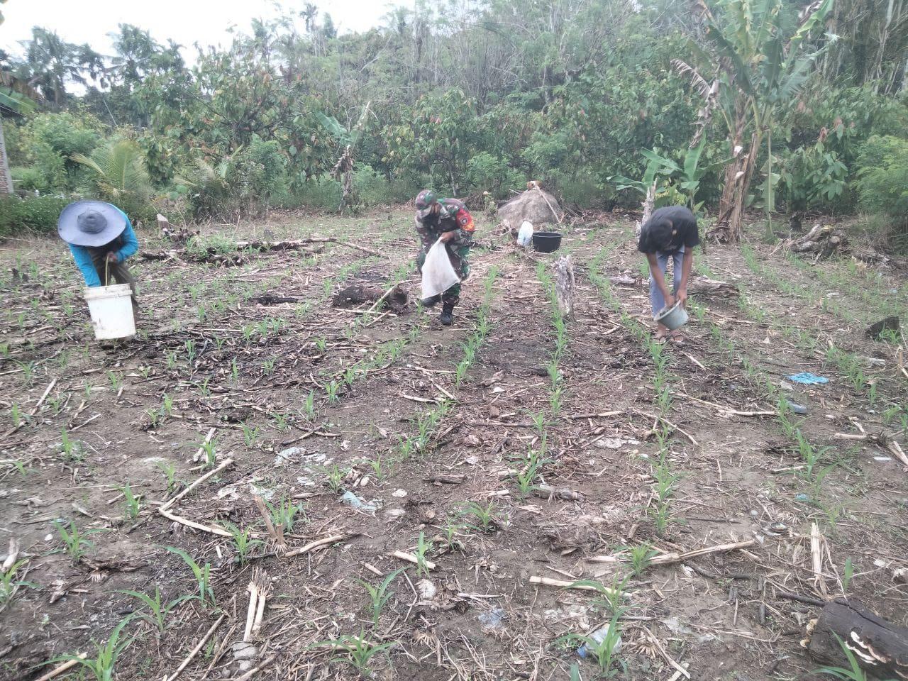 Demi Hasil Yang Maksimal Babinsa Bantu Petani Pupuk Tanaman Jagung