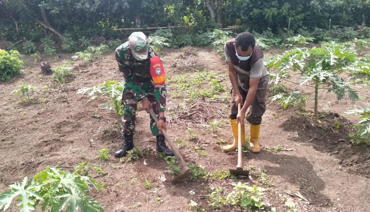Babinsa Posramil Kuala Pesisir Bantu Pertani bersihkan rumput Gunakan Cangkul