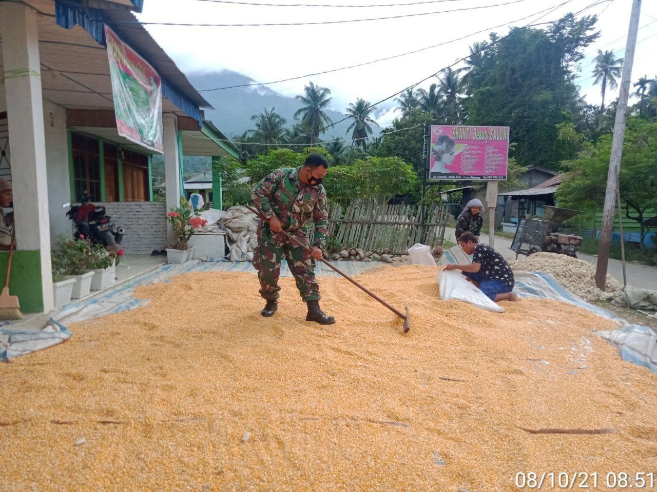 Manfaatkan Cuaca Panas Babinsa Bantu Petani Jemur Jagung