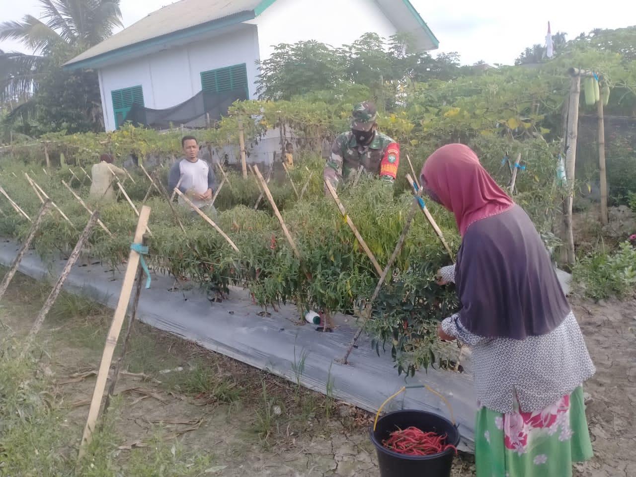 Babinsa Koramil 03/Seunagan Timur berikan Pendampingan Panen Cabe Pada Petani