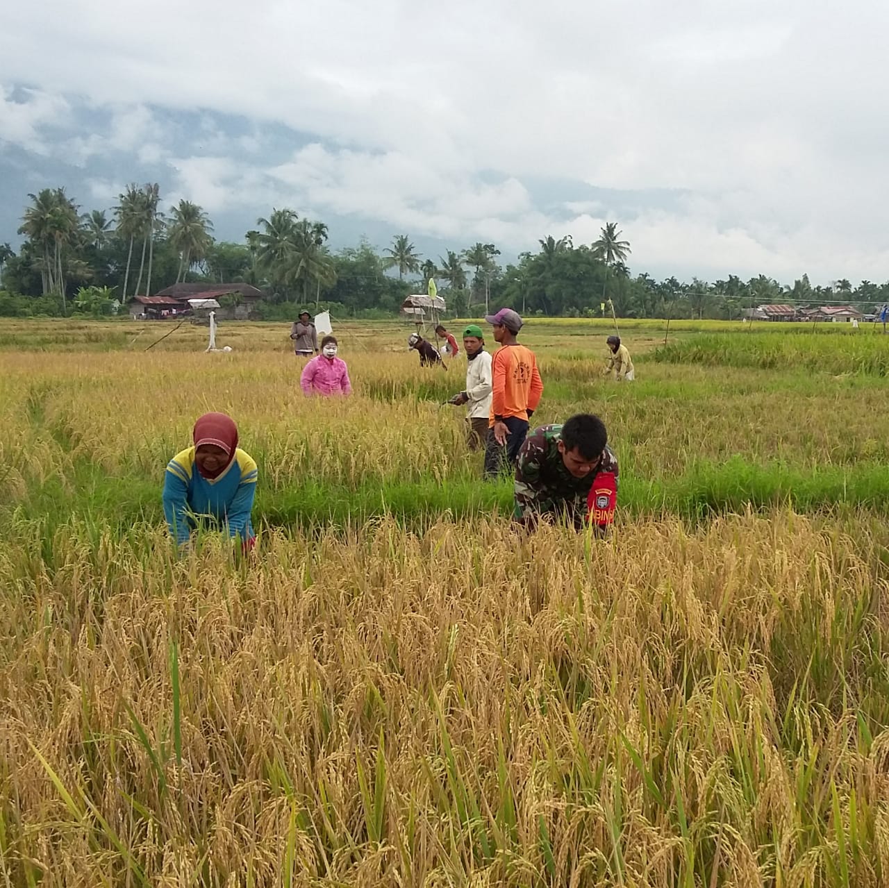 Guna Menunjang Swasembada Pangan Babinsa Bantu Petani Panen Padi