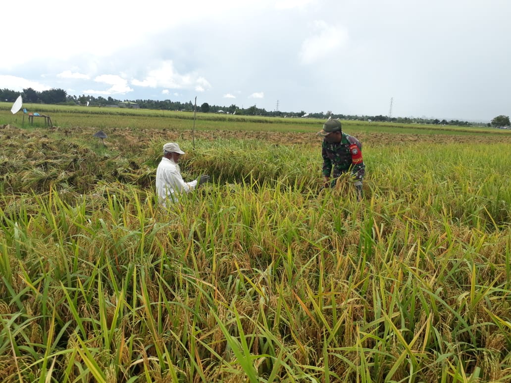 Aktif Lakukan Pendampingan, Babinsa Peureulak Barat Bantu Proses Panen Padi Milik Petani