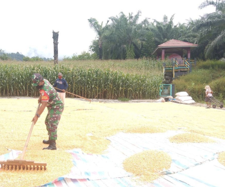Manfaatkan Cuaca Panas, Babinsa Bersama Petani Jemur Jagung