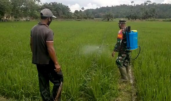 Dimasa Pandemi Covid-19, Begini Peran TNI Bantu Petani