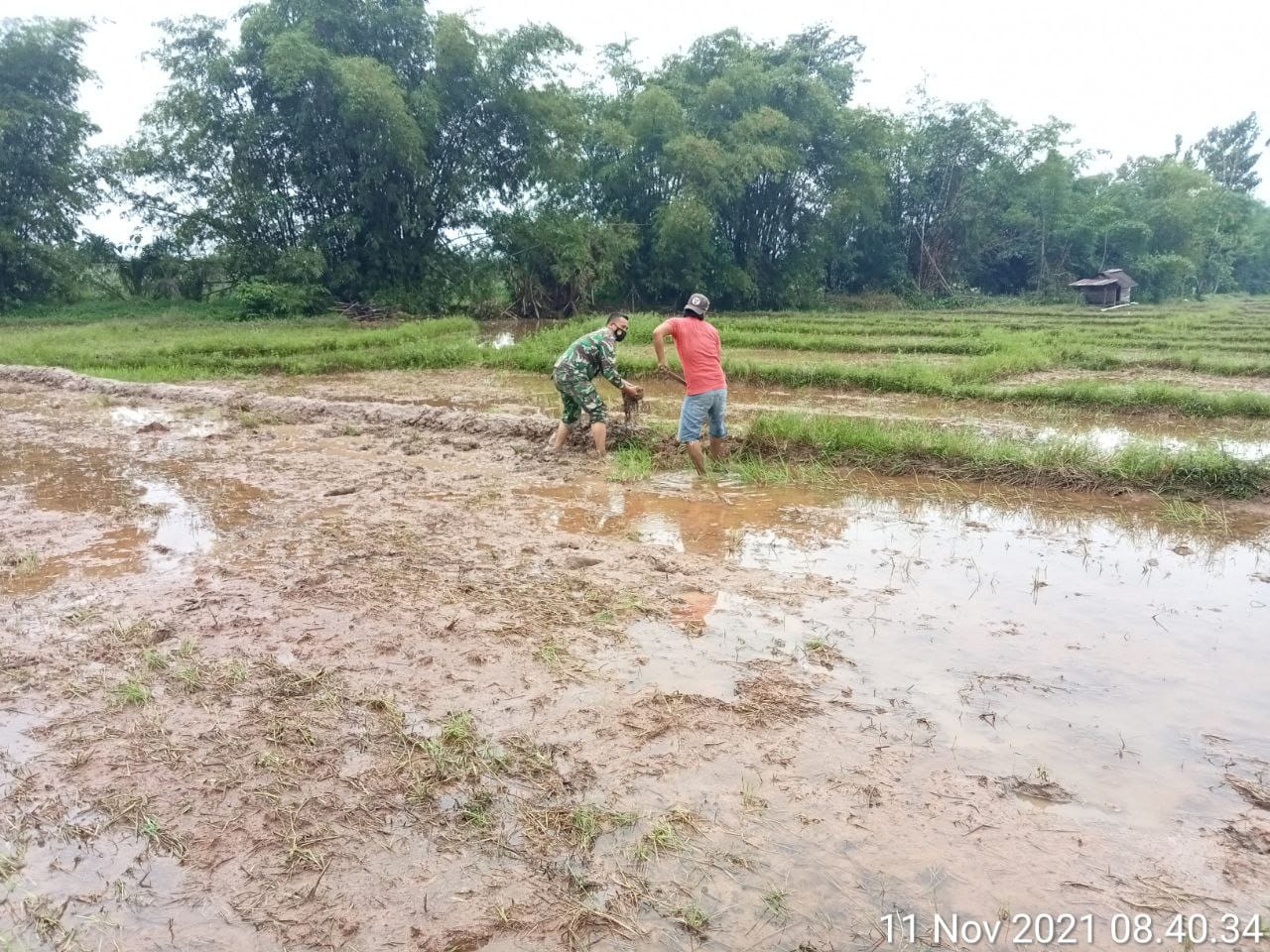 Babinsa Bantu Petani Siapkan Lahan Pembibitan Padi