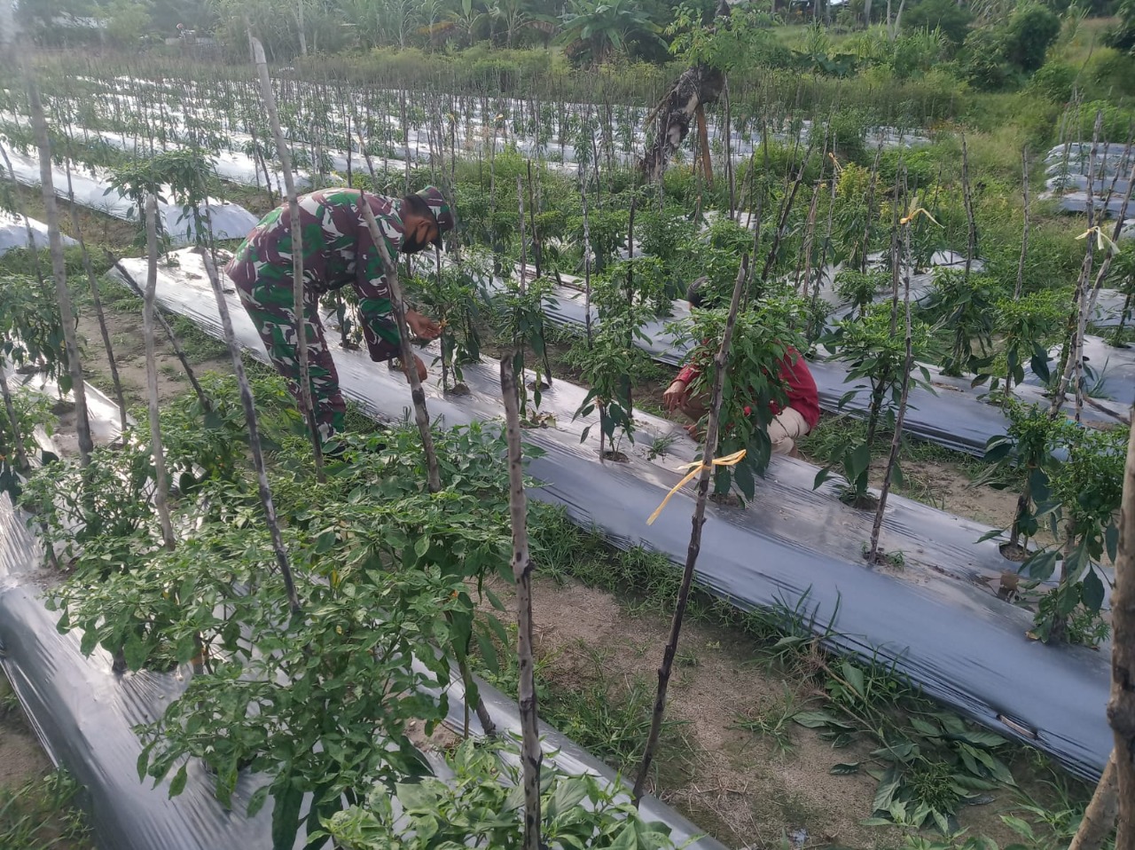 Manfaatkan Hari Libur, Babinsa 13/Plkt Dampingi Petani Merawat Tanaman Cabe