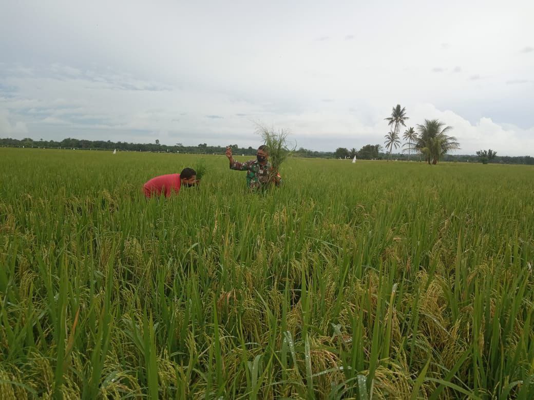 Berada di tangah tengah warganya, Babinsa Dampingi Petani Cek Tanaman Padi di Sawah.