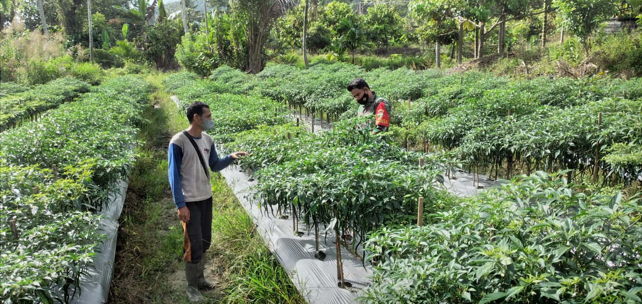 Babinsa Dampingi petani Dalam Merawat Tanaman Cabe