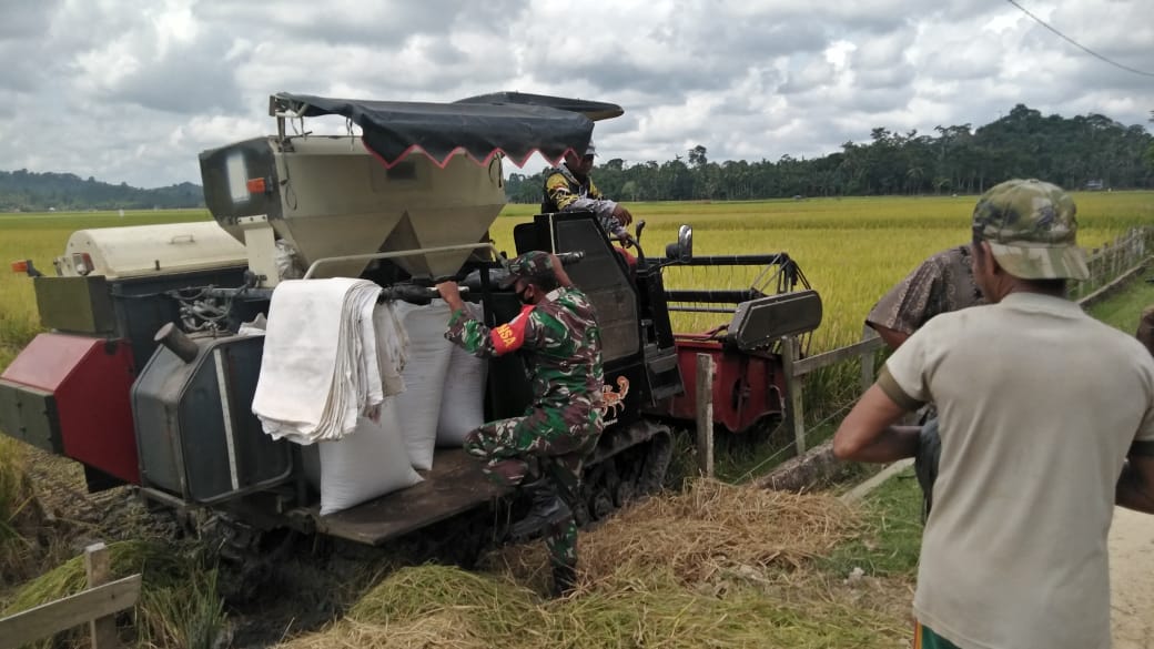 Gunakan Alsintan, Babinsa Rantau Peureulak Bantu Petani Panen Padi