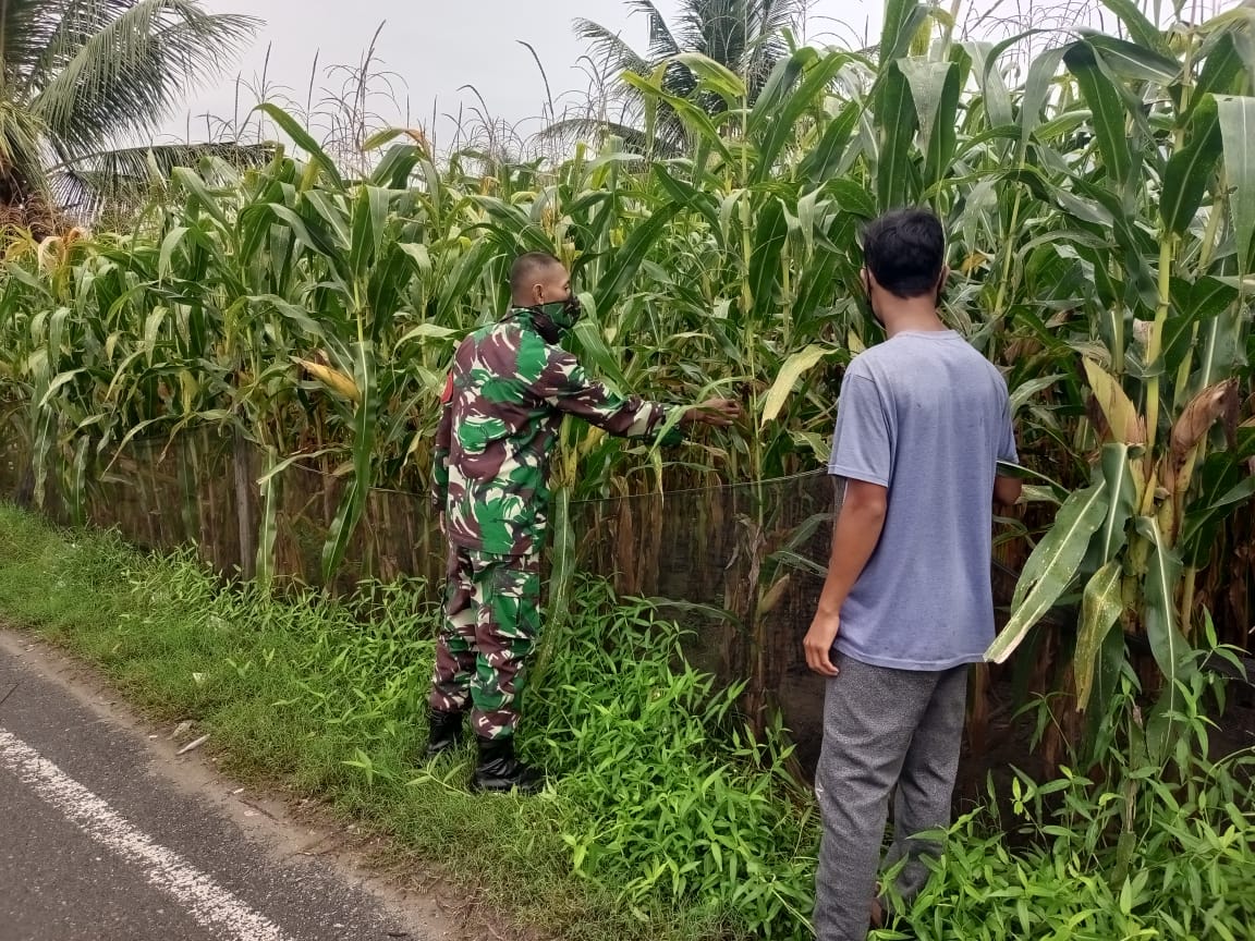 Babinsa Bersama Petani Cek Hama Tanaman Jagung