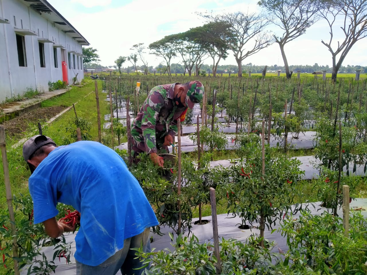 Babinsa Nurussalam Lakukan Pendampingan Bantu Petani Panen Cabe